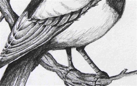 Pencil Drawing Pictures Of Birds at GetDrawings .